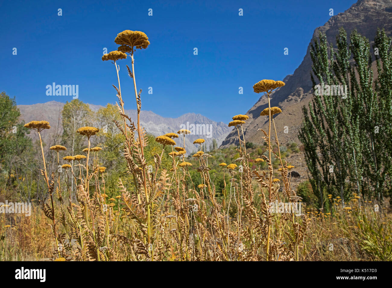 Wildblumen in der Pamir Botanische Gärten, zweite höchste botanische Garten der Welt an Khorugh, Gorno-Badakhshan, Tadschikistan Stockfoto