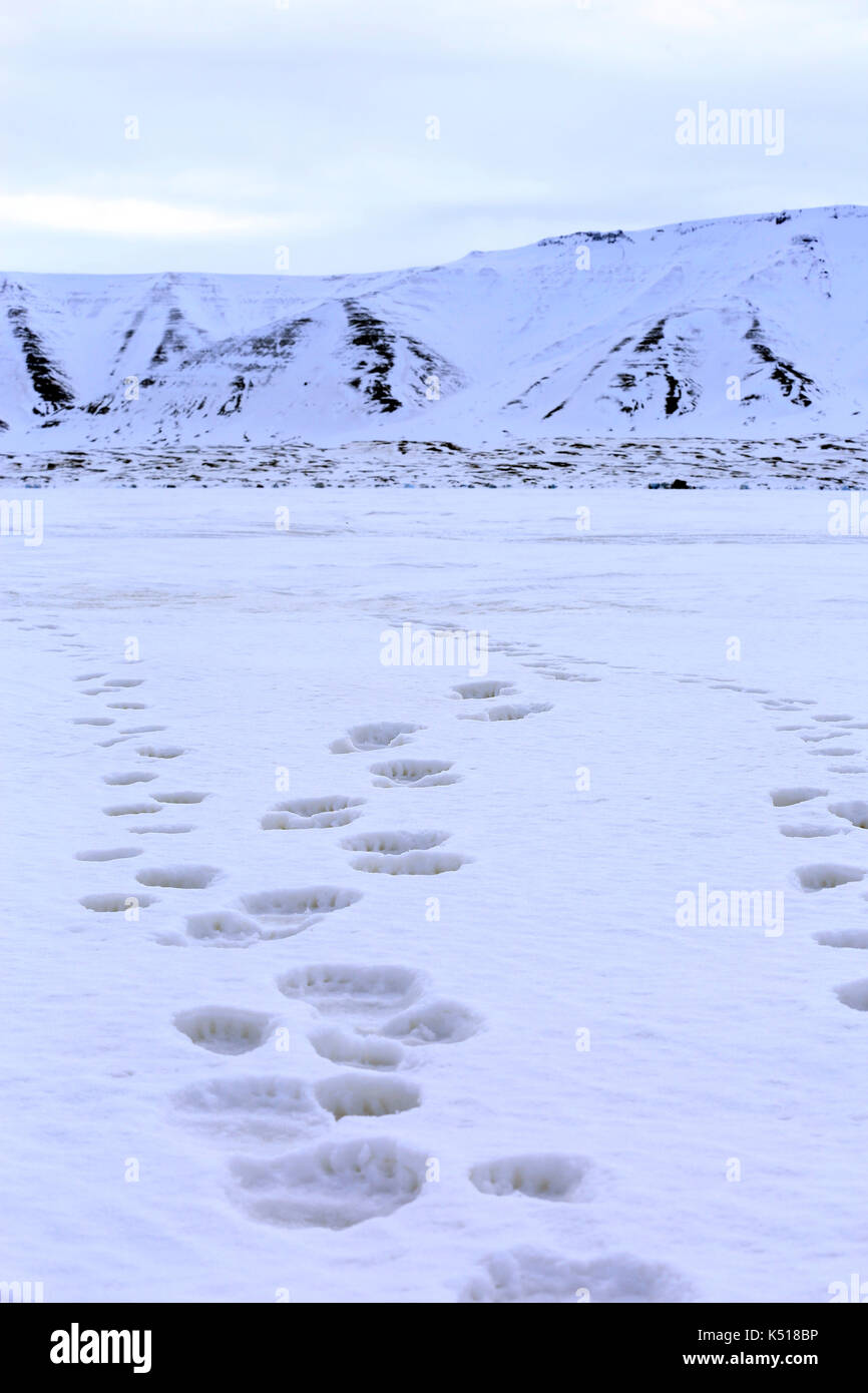 Frische Spuren auf dem Eis, von einem Eisbären mit zwei Jungen. Spitzbergen, Svalbard, Norwegen Stockfoto