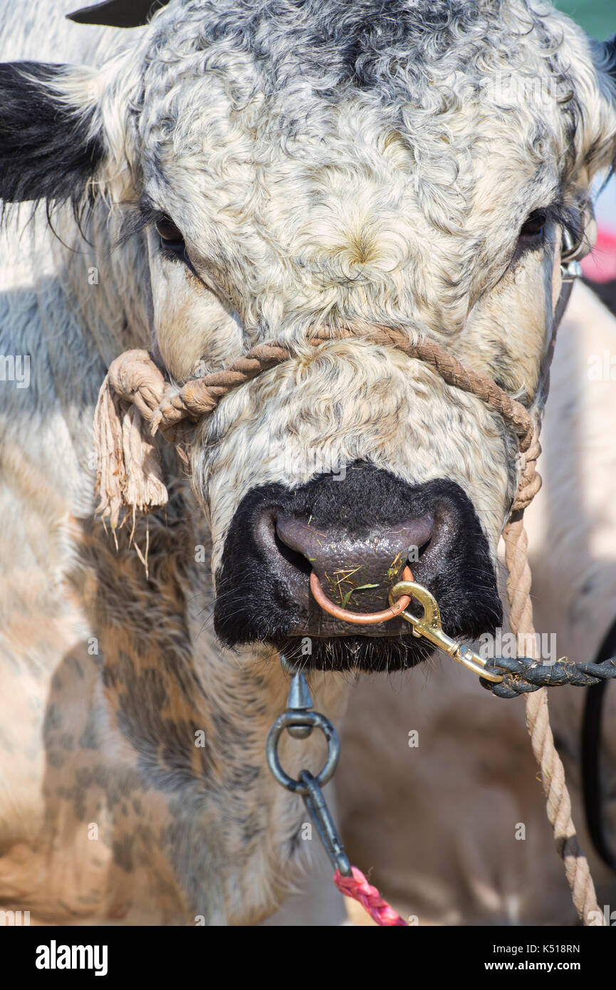 Bos taurus. Britische White Bull in Moreton in Marsh Land zeigen, Cotswolds, Gloucestershire gezeigt. Großbritannien Stockfoto