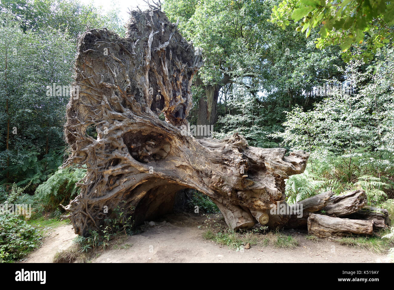 Gefallenen Strand Baum im Wald verrotten Uk Stockfoto