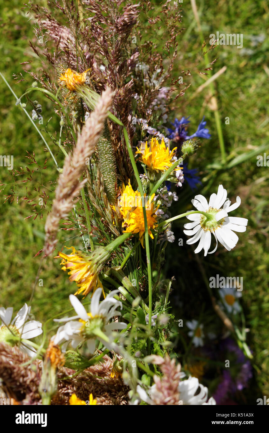 Kornblumen in Kranz, Mittsommer Blüte; Stockfoto