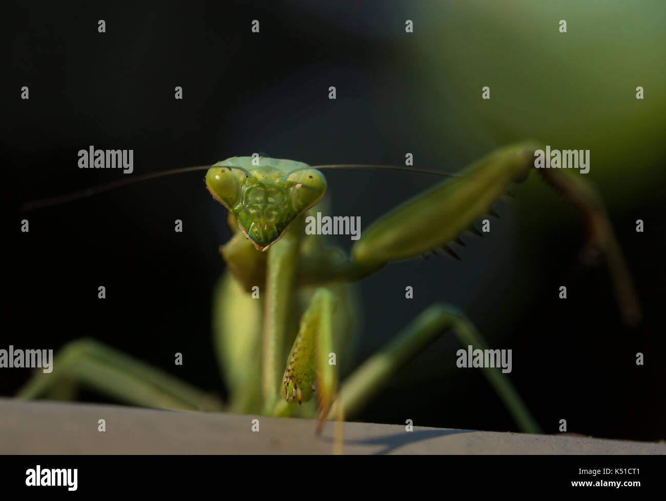 Gottesanbeterin Streiks eine Pose Stockfoto