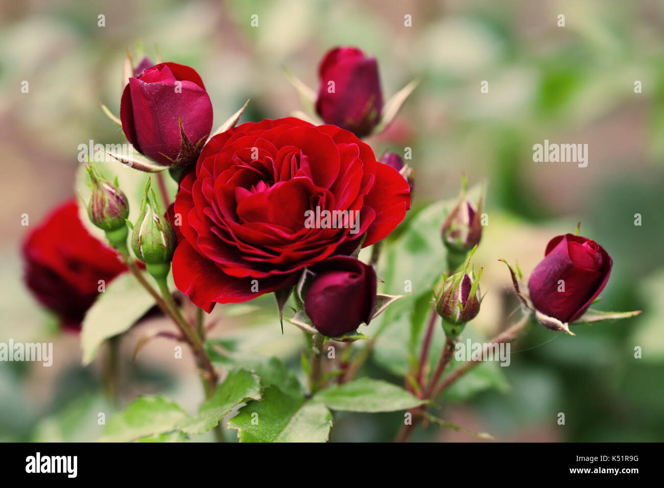 Blühende maroon Rosen Landschaft. Sommer Garten Blumen Szene. Weiches bokeh  Foto Stockfotografie - Alamy