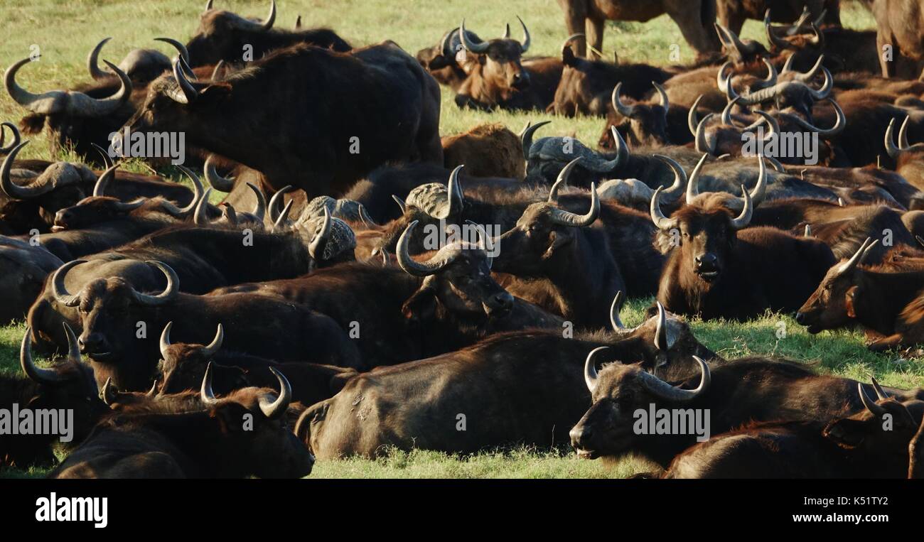 Große Herde der Afrikanischen Wasserbüffel Stockfoto