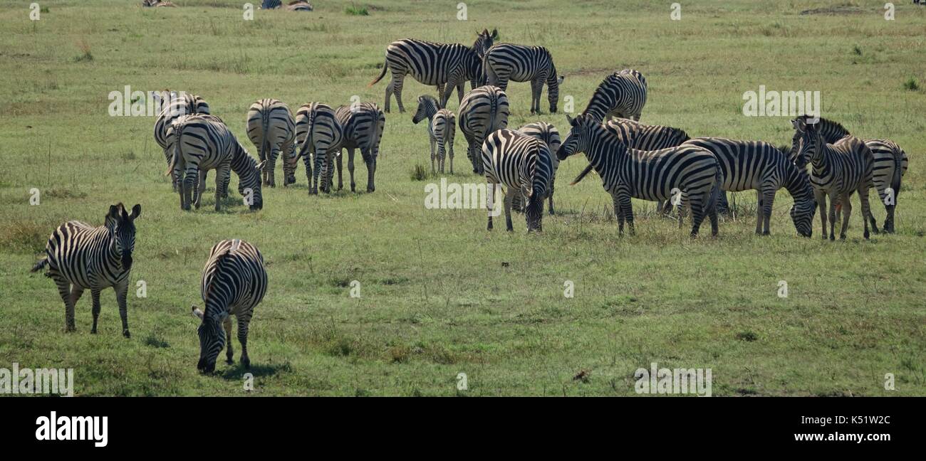Große Herde Zebras Stockfoto