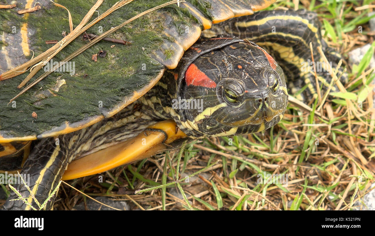 Angesichts der Rotwangen-schmuckschildkröte turtle entlang Pintail Wildlife Drive bei Cameron Prairie National Wildlife Refuge in Louisiana Stockfoto