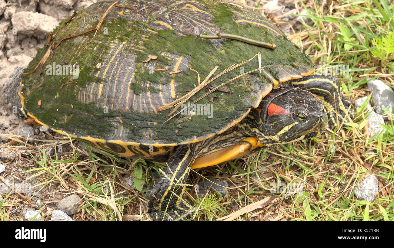 Rotwangen-schmuckschildkröte turtle entlang Pintail Wildlife Drive bei Cameron Prairie National Wildlife Refuge in Louisiana Stockfoto