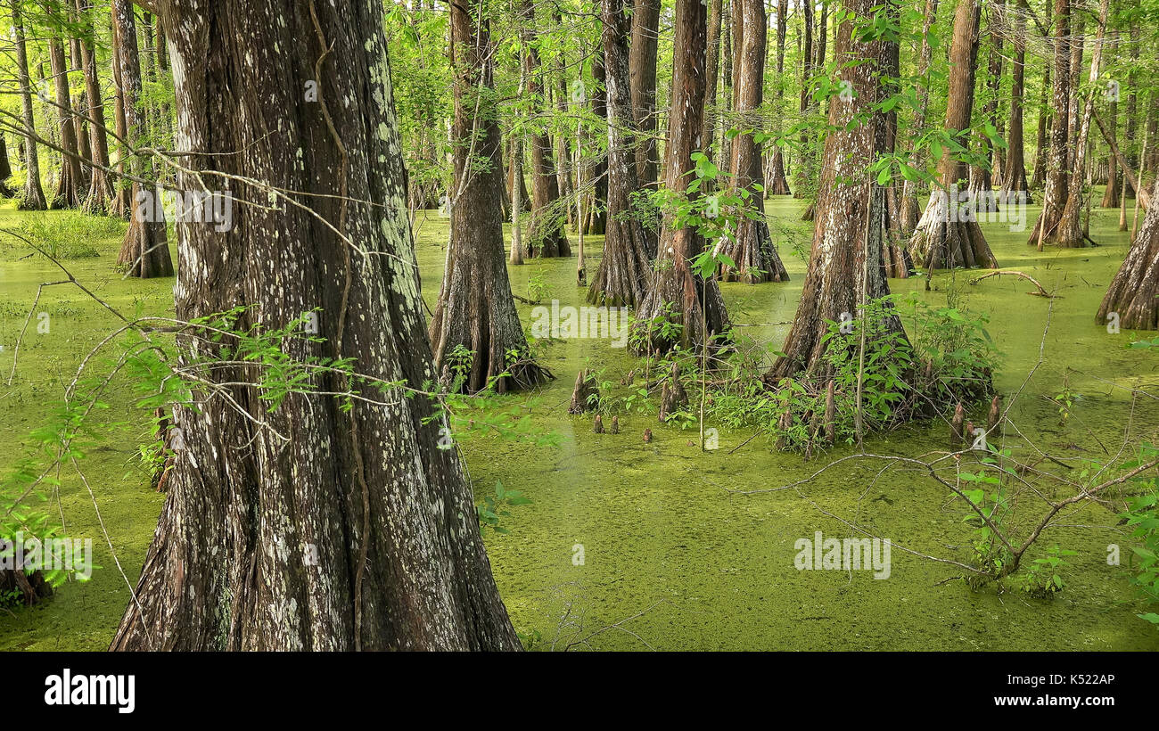 Kahlen Zypressen im südlichen Louisiana swamp am Cypress Insel bewahren Stockfoto