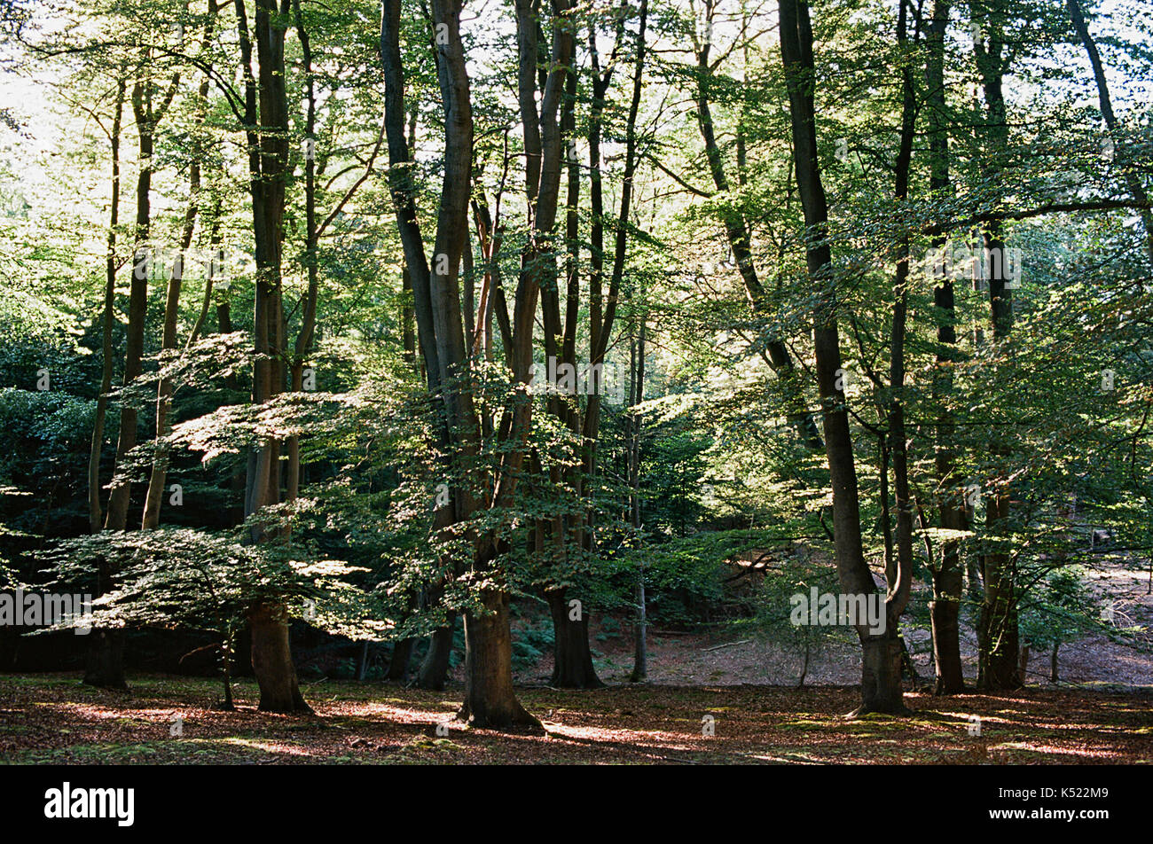 Bäume in der alten Epping Forest, an der Grenze zu Greater London/Essex, Großbritannien Stockfoto