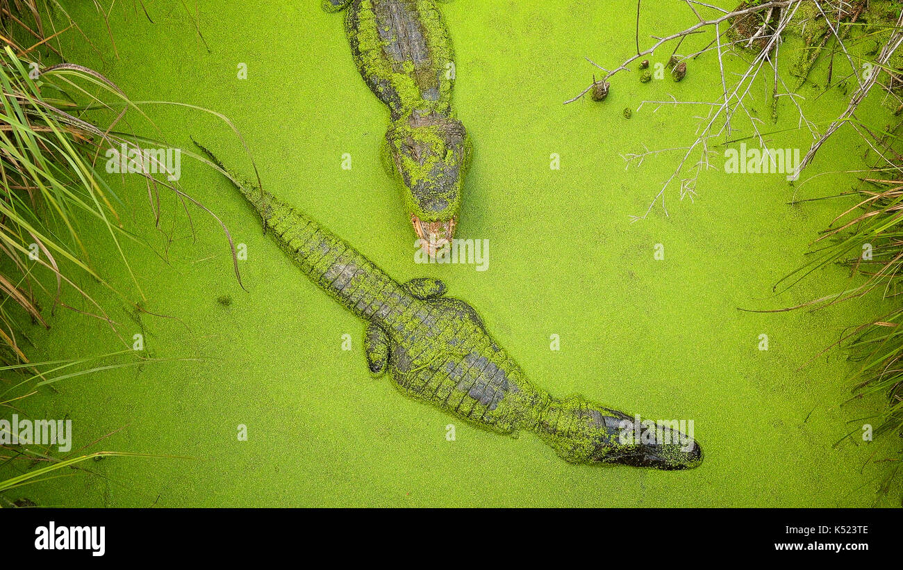 Zwei Ausgewachsene Krokodile schwimmen im grünen Sumpf in Moss Point, Mississippi Stockfoto