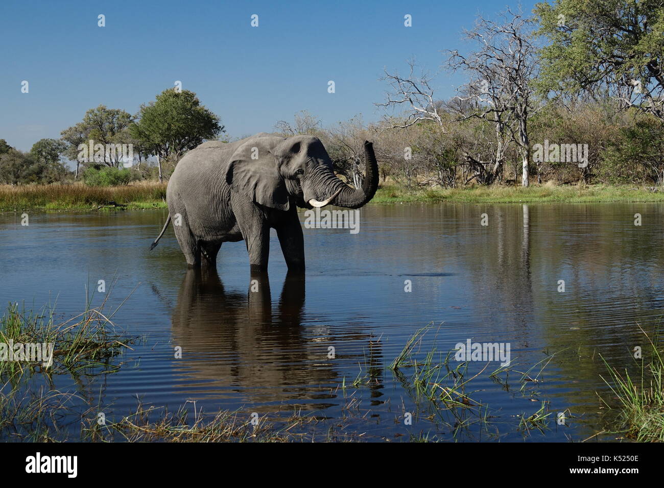 Alte afrikanische Elefanten baden Stockfoto