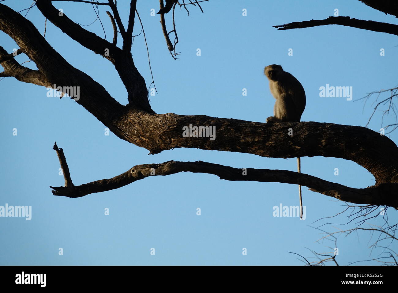 Pavian sitzend im Baum Stockfoto