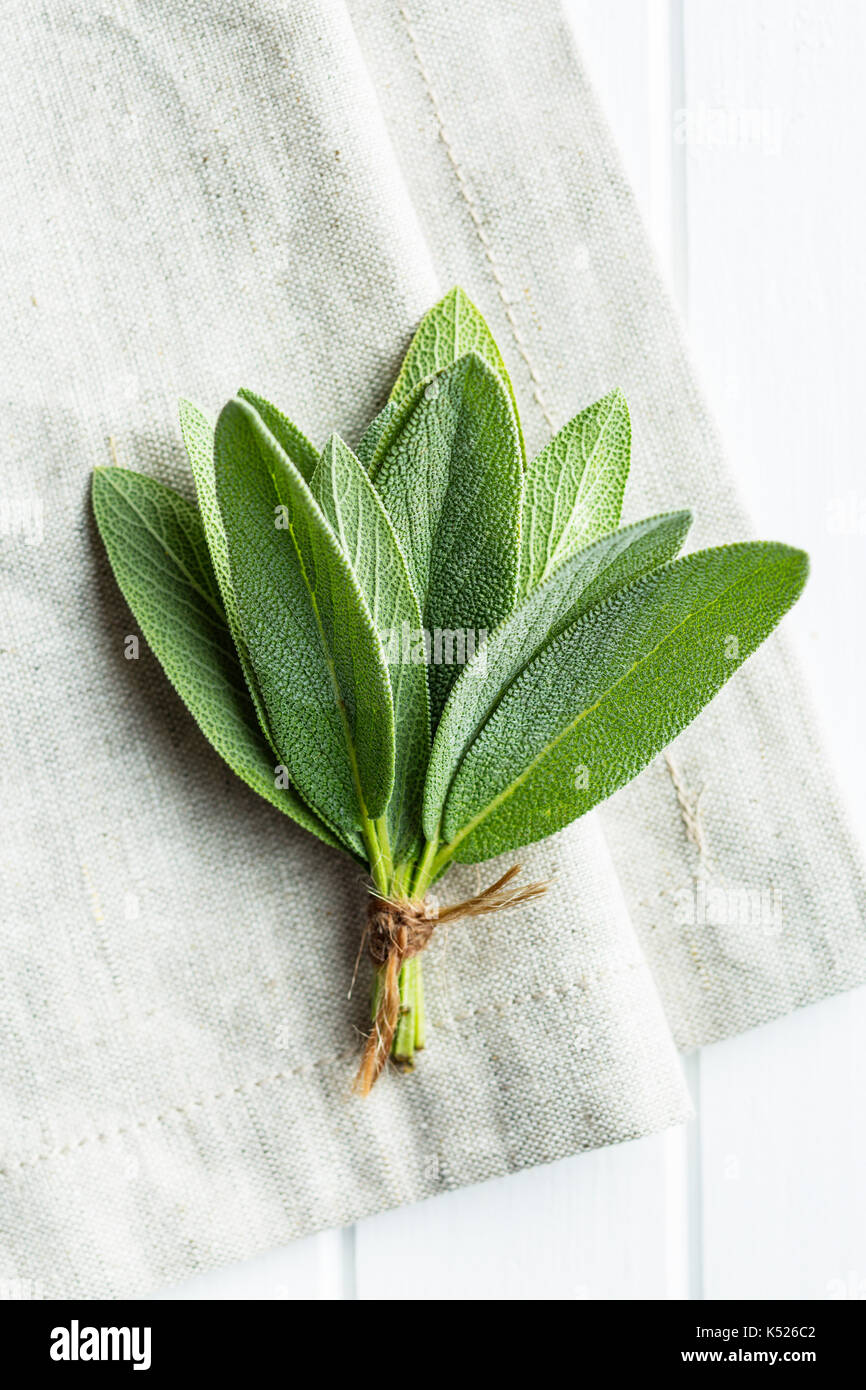 Salvia officinalis. Salbei Zweig. Salbei Kraut. Stockfoto