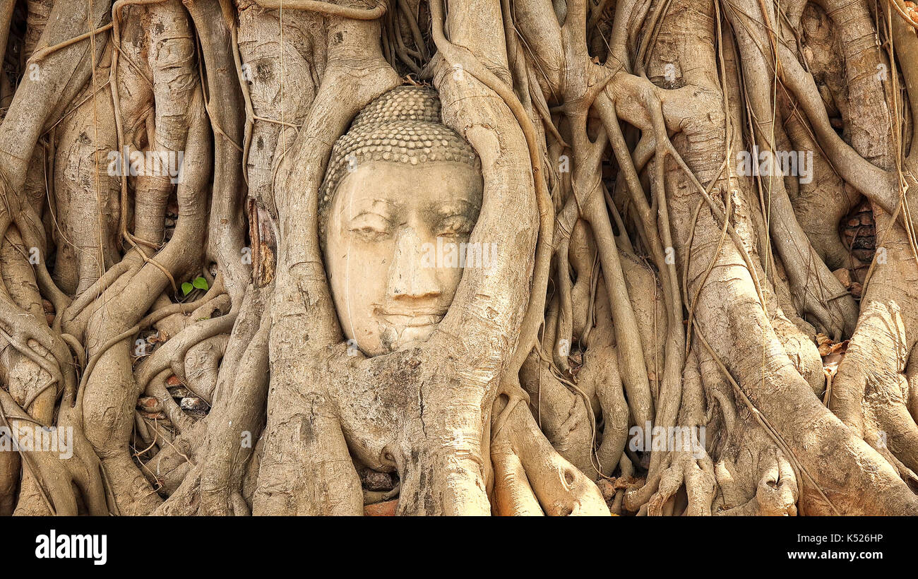 Kopf aus Sandstein Buddha im Baum Wurzeln im Wat Mahathat in Ayutthaya, Thailand Stockfoto