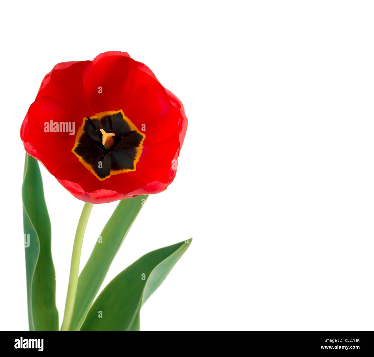 Frisch Flower Red Tulip abgeholt Stockfoto