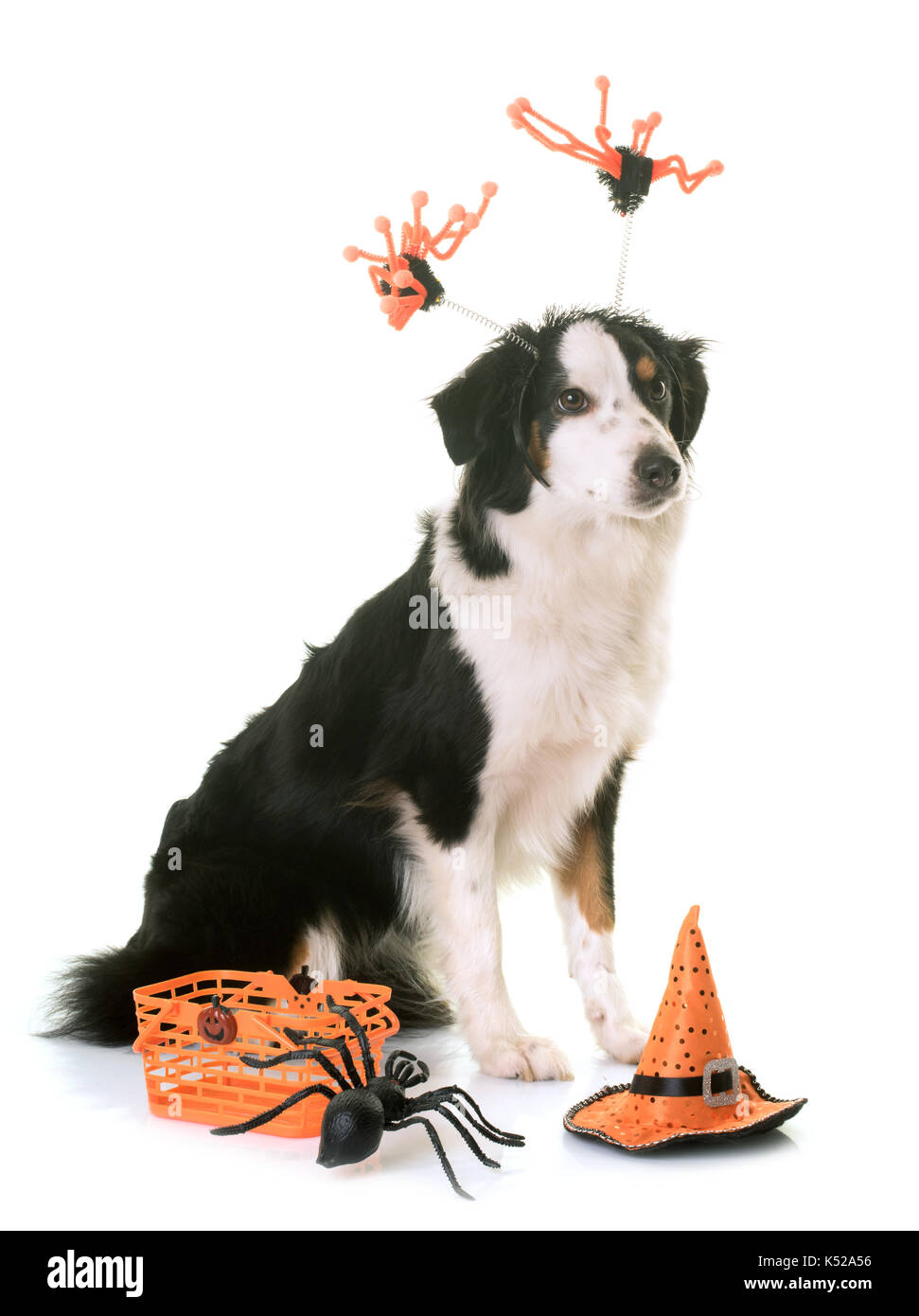 Miniature american Shepherd und Halloween vor weißem Hintergrund Stockfoto