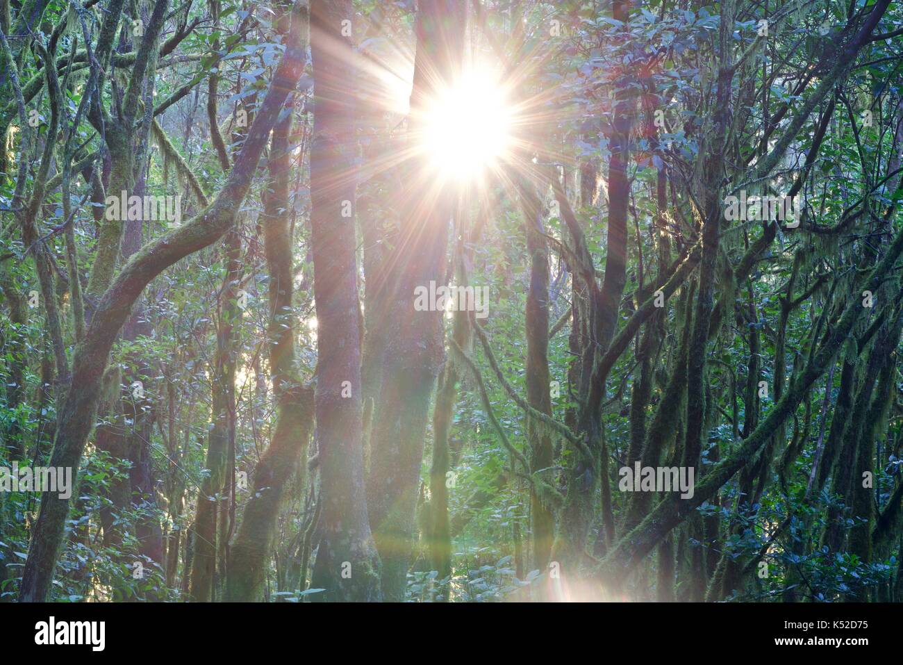 Bäume in einem Dschungel in der Hintergrundbeleuchtung Stockfoto