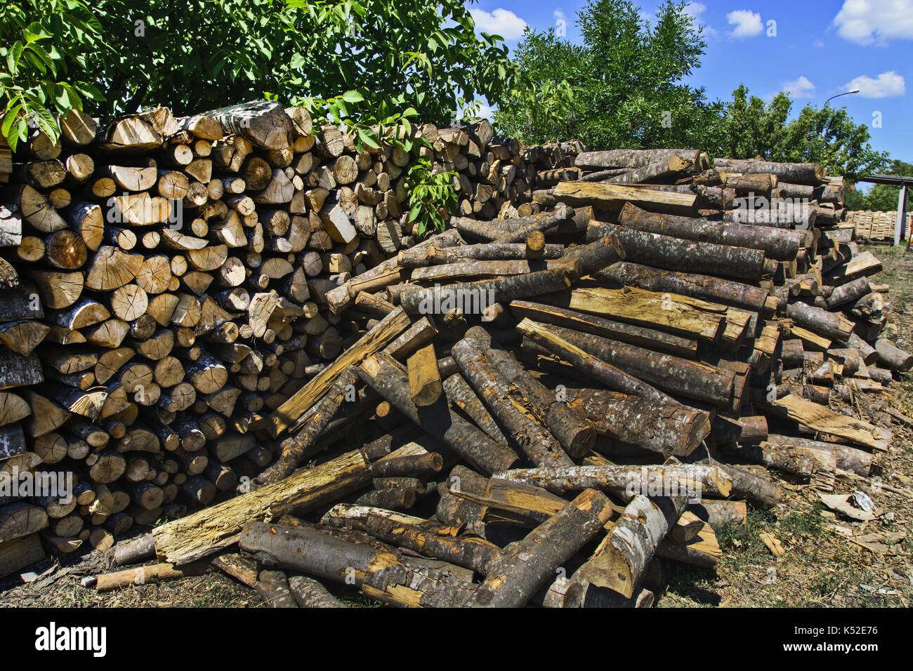 Holz im Depot, schneiden Sie die Protokoll- und zum Verkauf bereit. Stockfoto