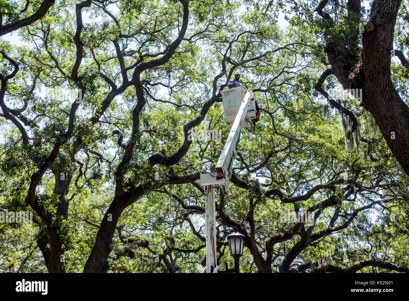 Savannah Georgia, historisches Viertel, Chippewa Square, Boom, Eimer Aufzug, leben Eichen, Mann Männer männlich, Arbeiter, Landschaftsbau, USA USA USA USA Amerika North Ameri Stockfoto