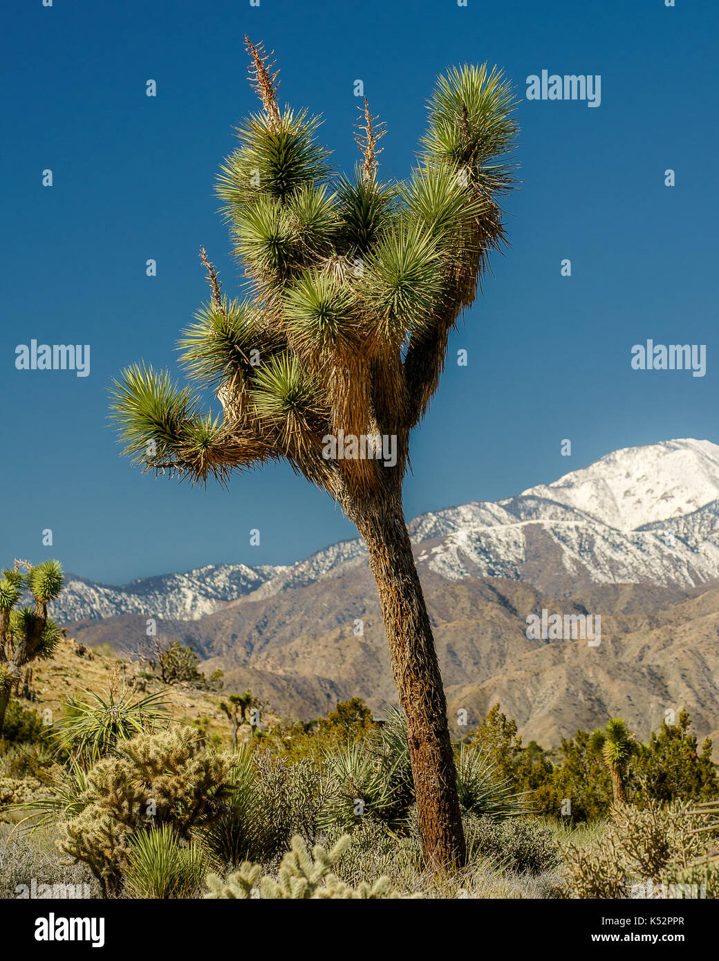 Ein einsamer Joshua Tree steht vor dem Hintergrund des schneebedeckten Berg in Yucca Valley in Kalifornien. In der Mojave Wüste. Stockfoto