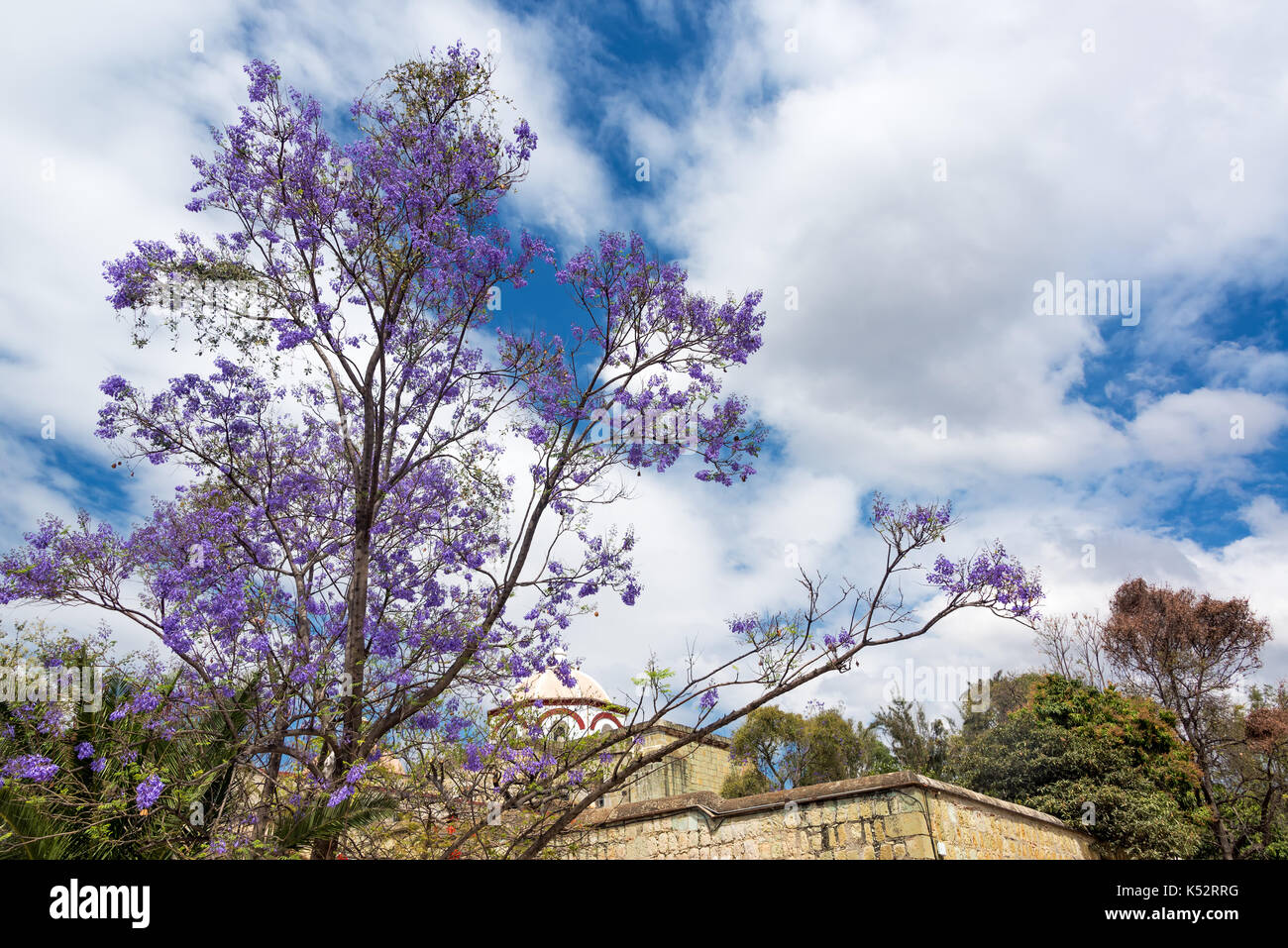 Baum mit lila blüten Fotos und Bildmaterial in hoher Auflösung Alamy