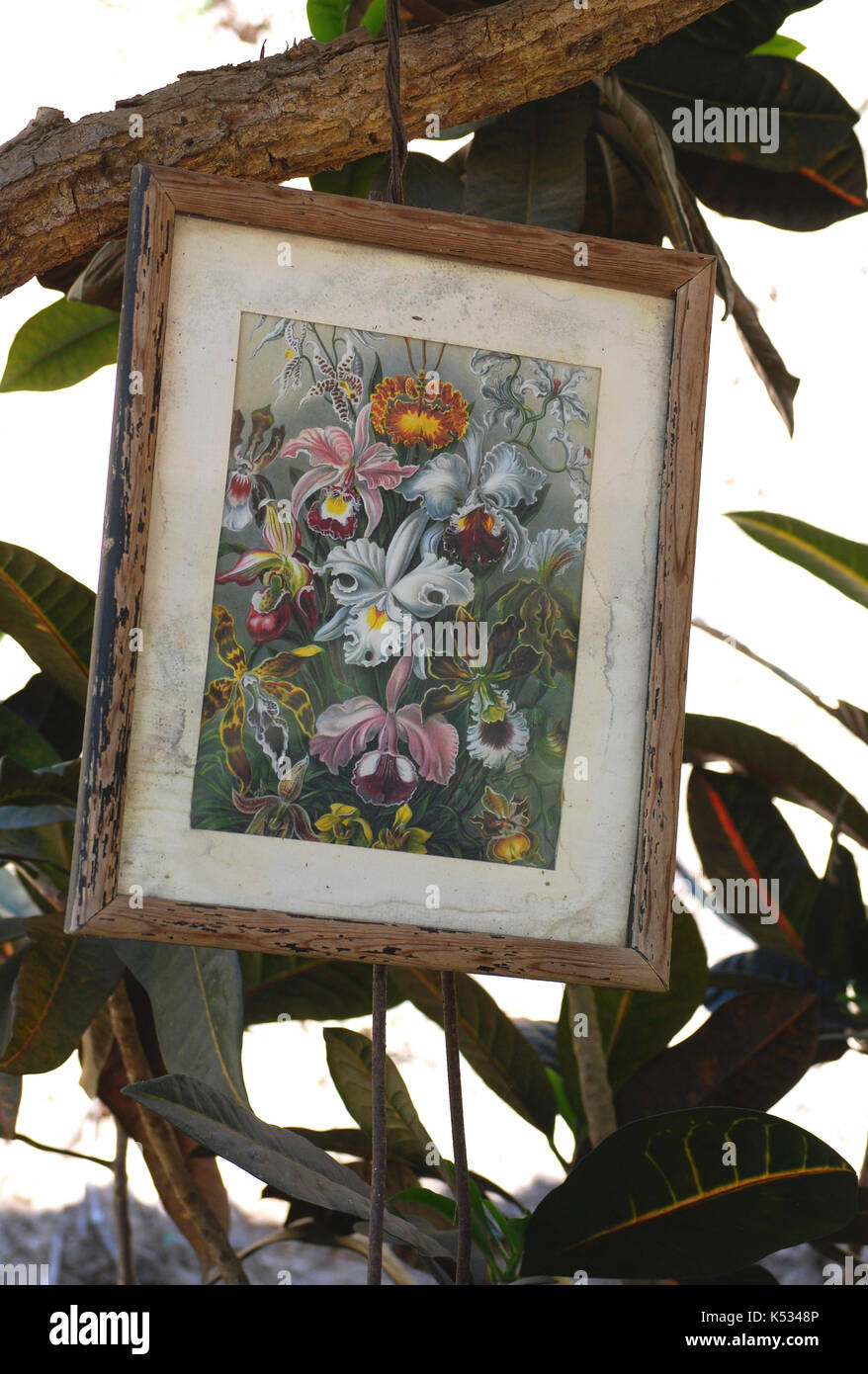 Gerahmte Vintage botanischen Drucken hängen von einem Baum im Freien im Vallarta Botanischer Garten - Cabo Corrientes, Jalisco, Mexiko Stockfoto