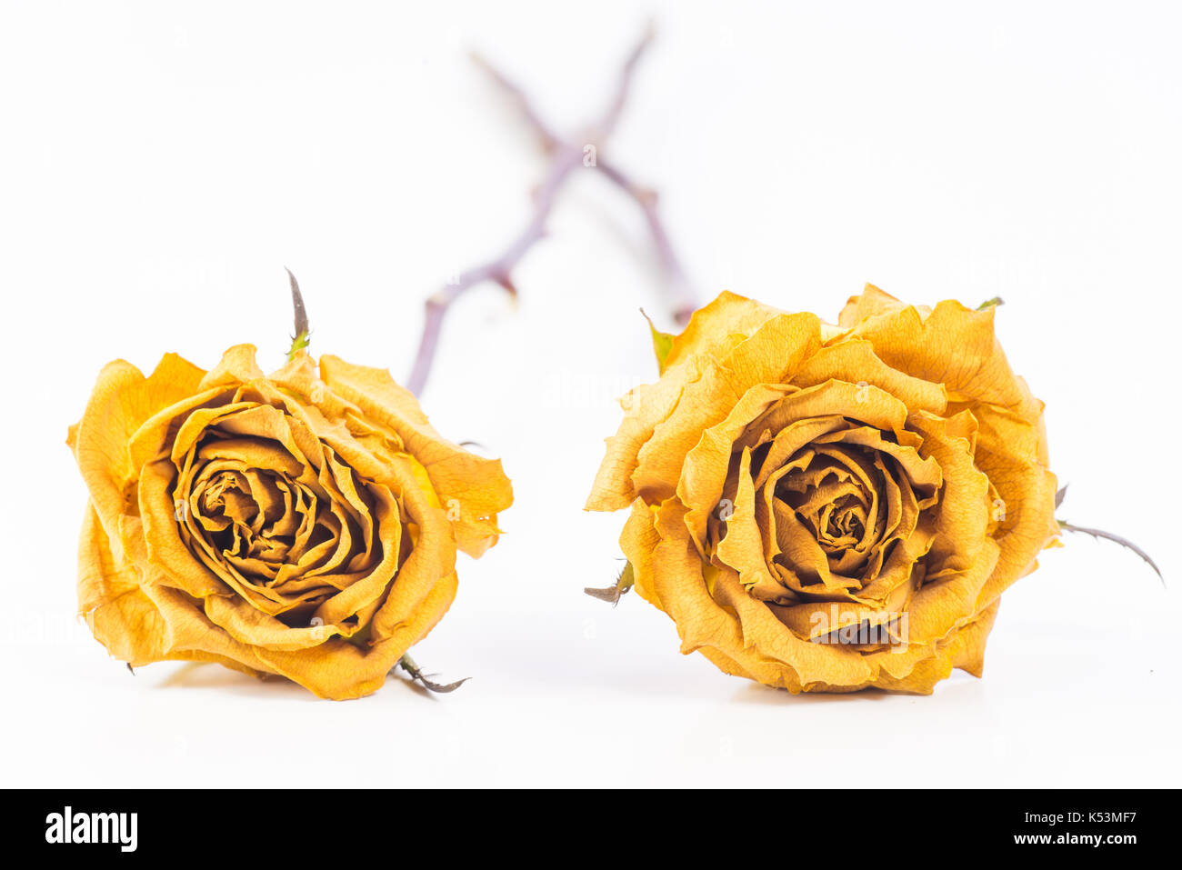 Trockene gelbe Rosen auf weißem Hintergrund. Stockfoto