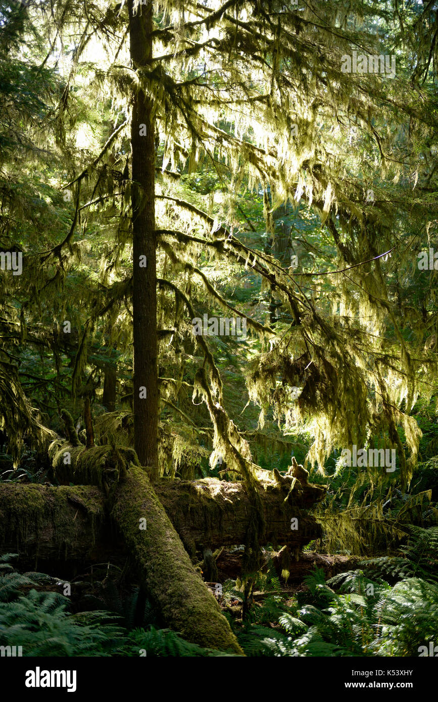 Landschaft einer moosigen Wald leuchtet durch helles Sonnenlicht. Vancouver Island, British Columbia, Kanada. Stockfoto