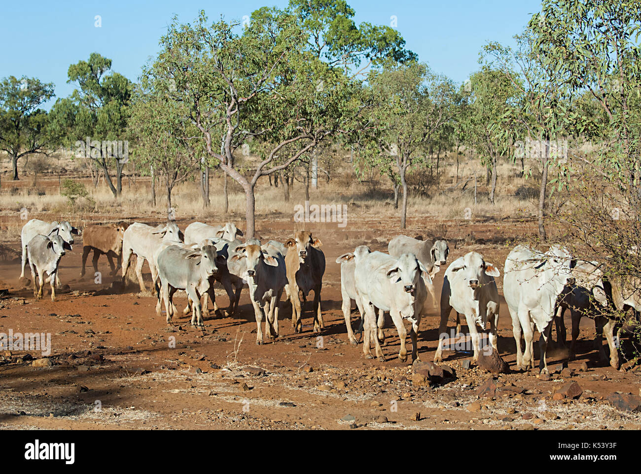 Einer Cattle Station Roaming im Busch, Hughenden, Queensland, Queensland, Australien Stockfoto