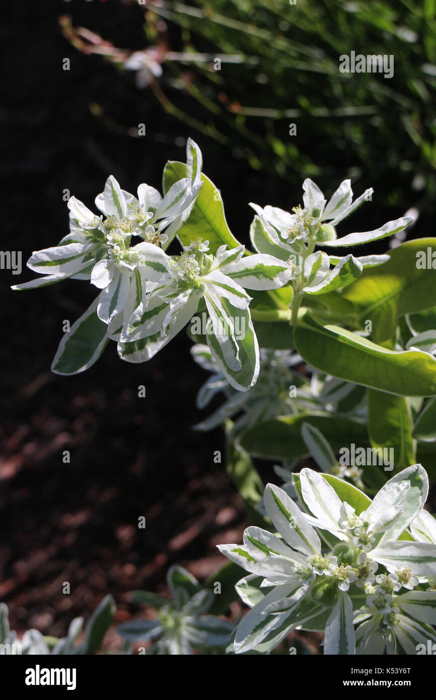 Euphorbia marginata Stockfoto