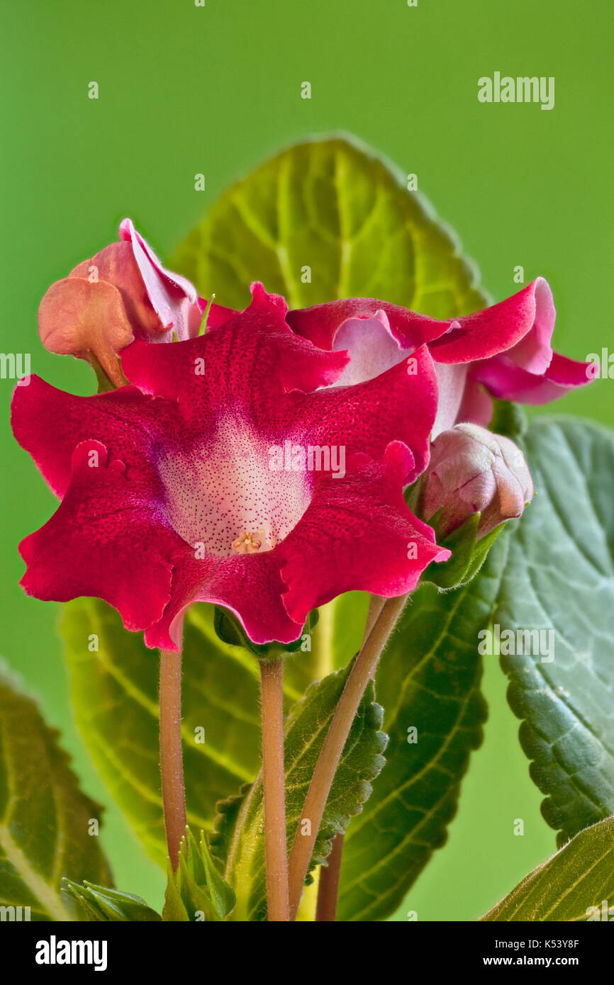 Schöne burgund Indoor Blumen gloxinia auf Grün Stockfoto
