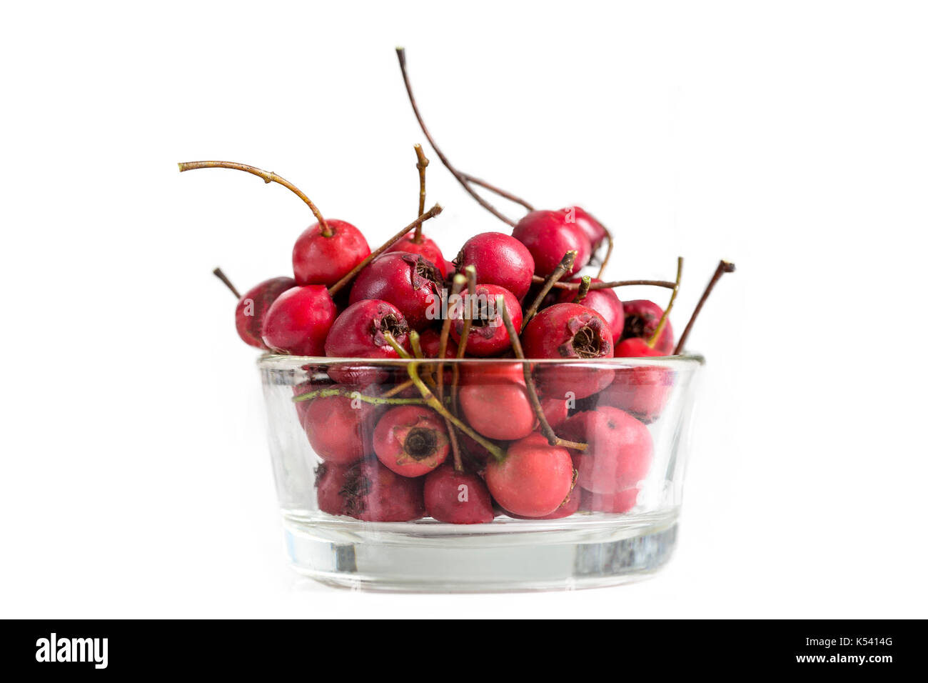 Frische Zweig des Weißdorn-Beeren isoliert auf weißem Stockfoto