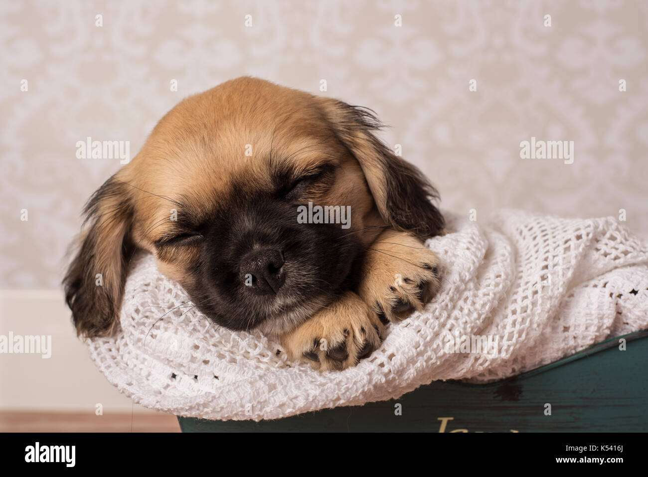 Süße tan und Schwarz Welpen schlafen Stockfoto