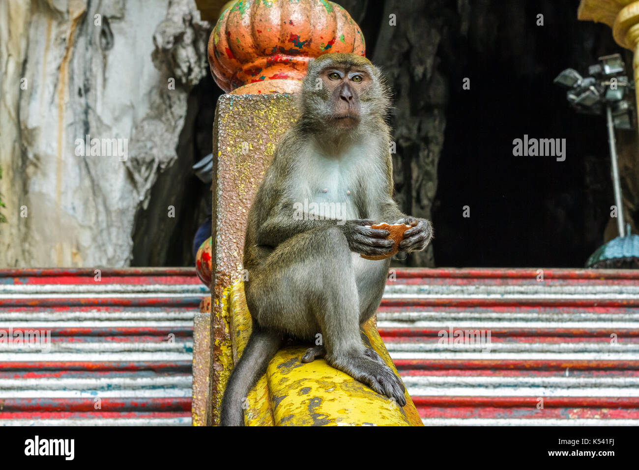 KUALA LUMPUR, Malaysia - 11/8/2014: Ein macaque Affen sitzt am oberen Ende der Stufen zu den Batu Höhlen. Stockfoto