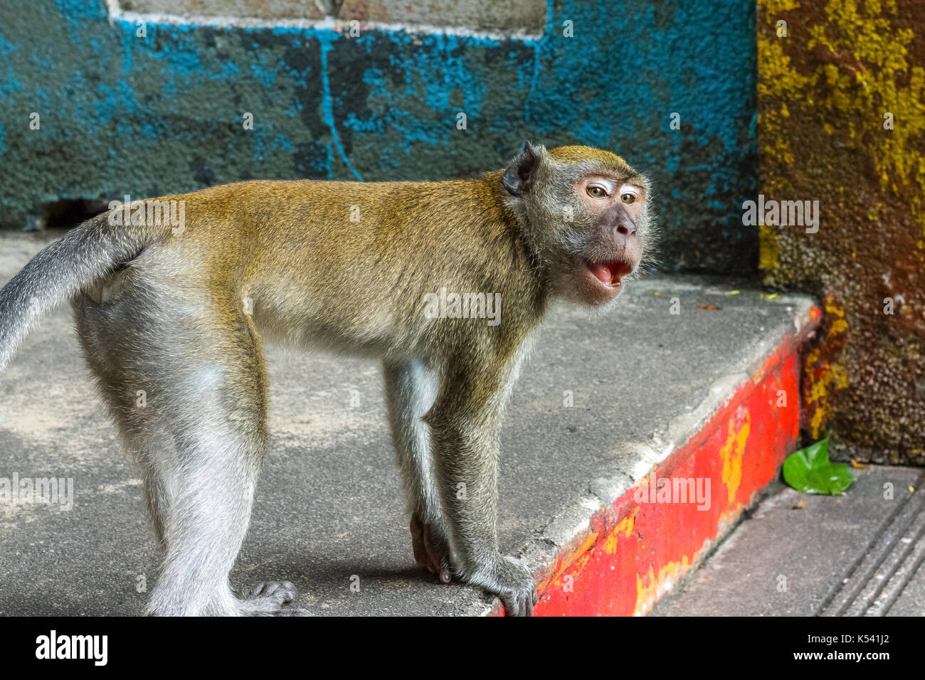 KUALA LUMPUR, Malaysia - 11/8/2014: Ein macaque Affen auf den Stufen zu den Batu Höhlen. Stockfoto