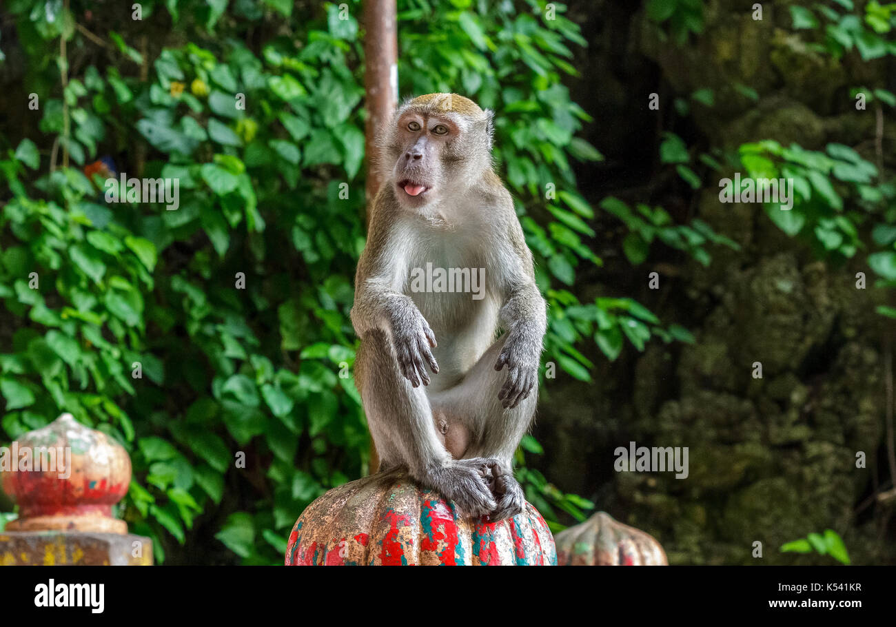 KUALA LUMPUR, Malaysia - 11/8/2014: Ein macaque Affen Stöcke seine Zunge heraus an der Batu Höhlen. Stockfoto