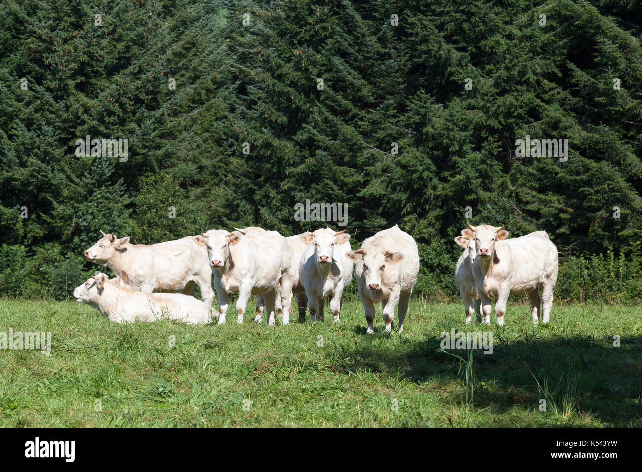 Herde weiß Charolais-rind Kühe in einer üppigen Alm mit Tannen stehend an Kamera schaut. Diese Rinder sind für die Fleischerzeugung gezüchtet. Stockfoto
