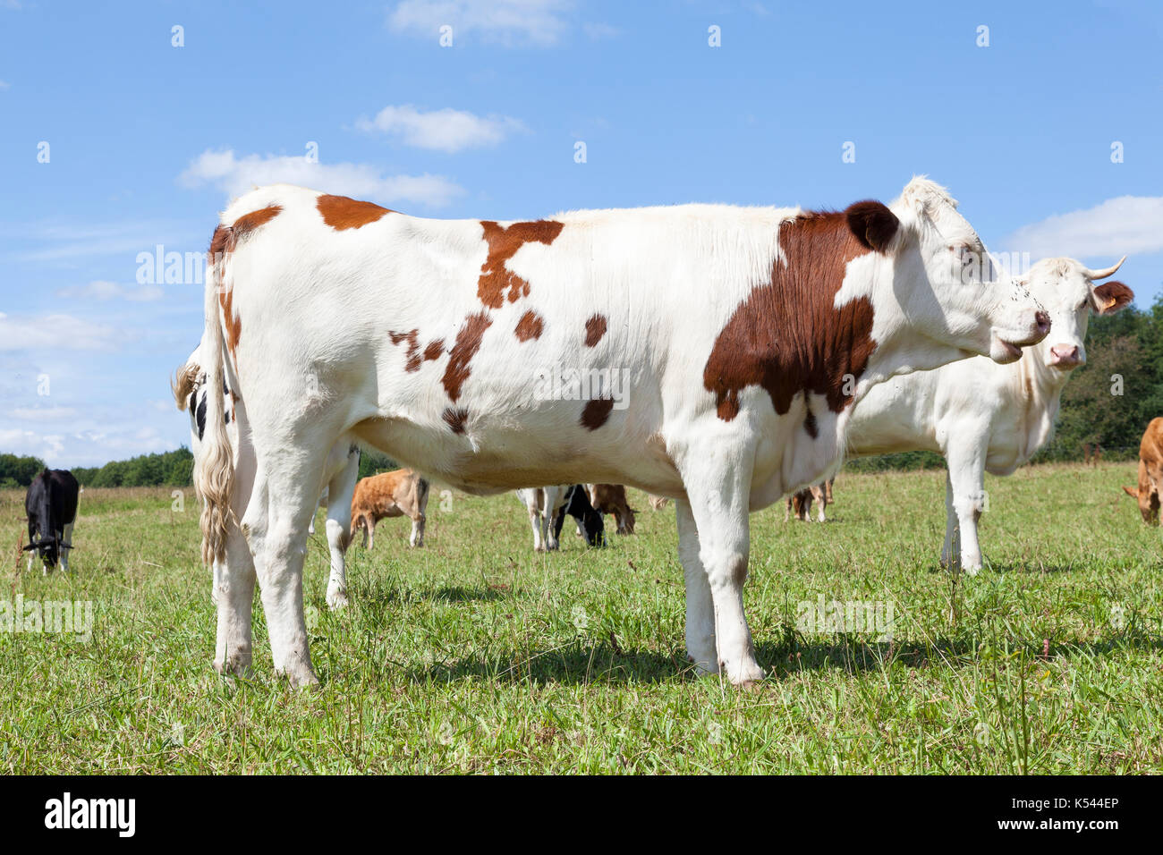Rote und weiße Holsteiner Milchkühe in Nahaufnahme Seitenansicht in einem Grasigen Weide in einer gemischten Herde von Rindern mit Kühe weiden hinter ihr Stockfoto
