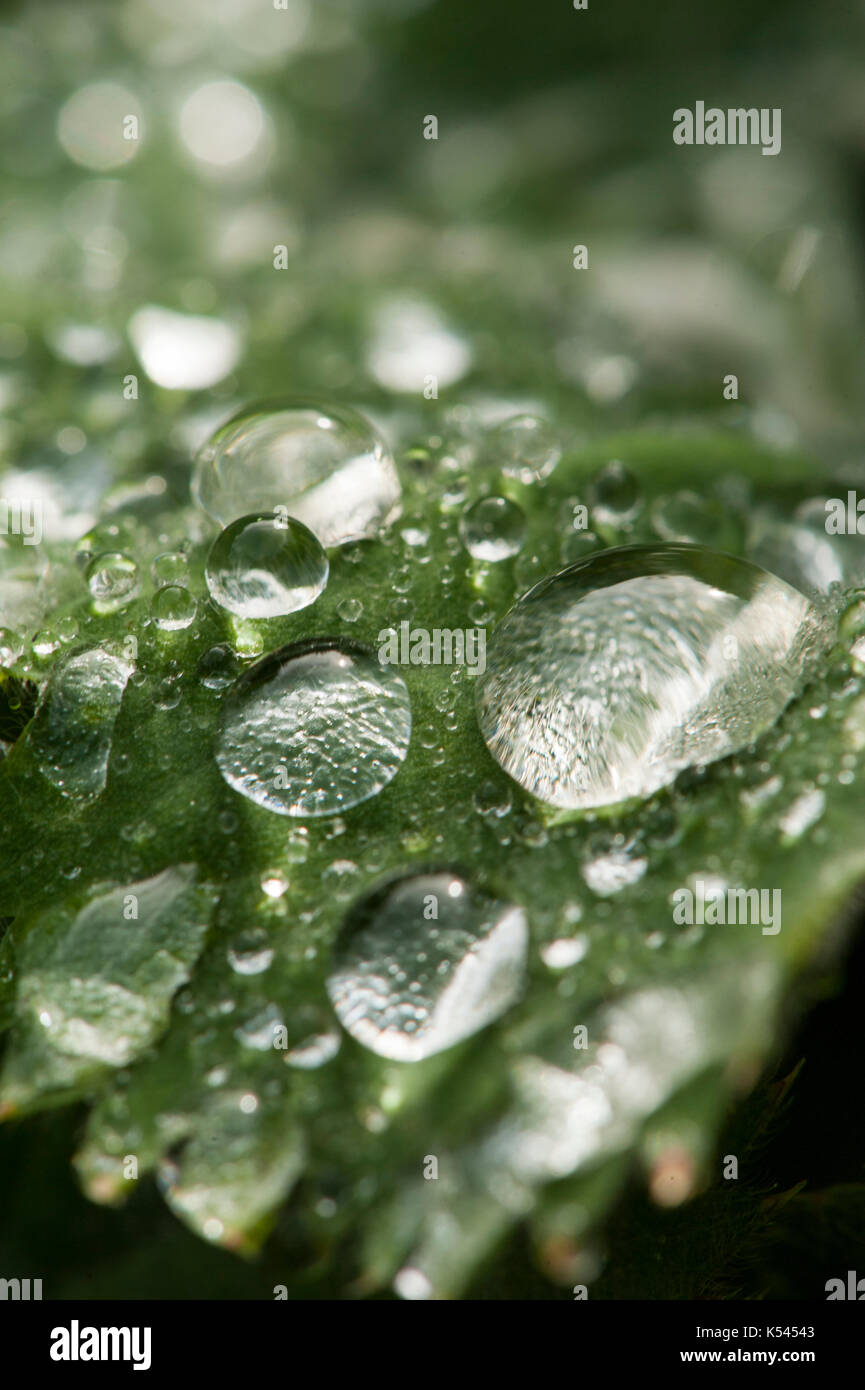 Oberflächenspannung, Vergrößerung, und Brechung. Wassertropfen die Trichome, oder Haaren vergrößern, indem Sie auf ein Blatt. Stockfoto