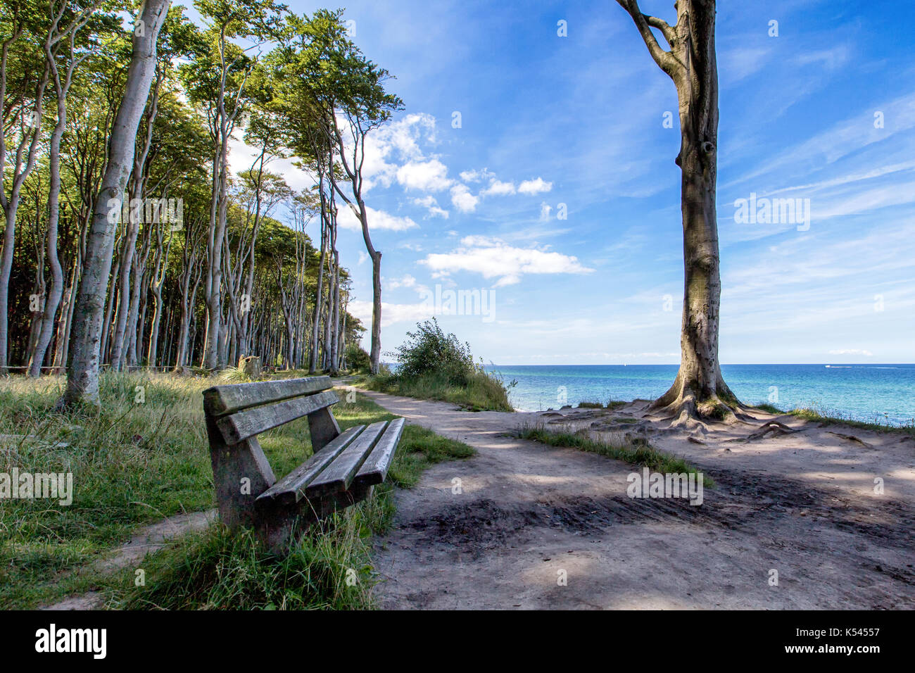 Eine Bank in einem Wald an der Ostseeküste in Norddeutschland Stockfoto