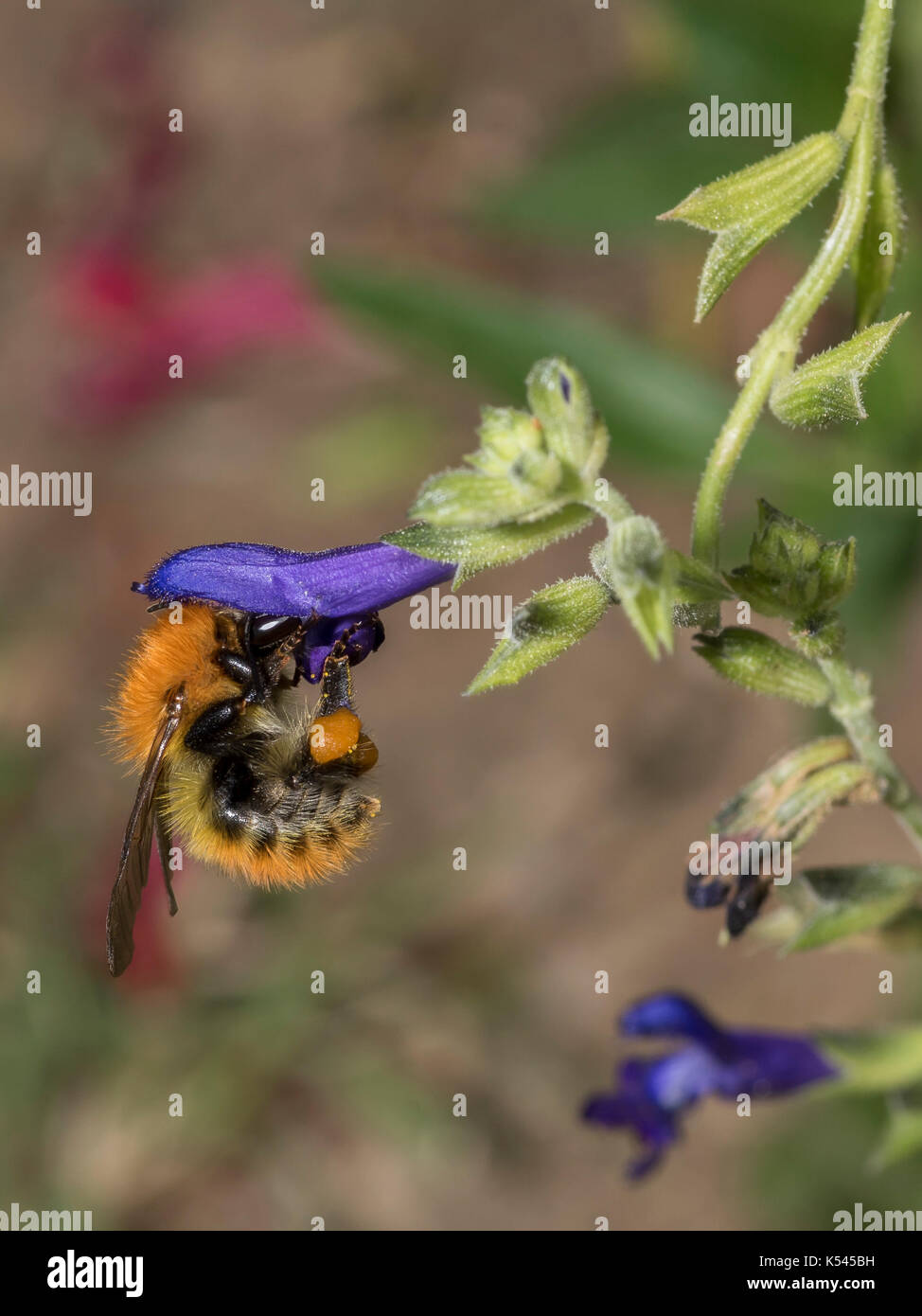 Ein Hummel-Nektar raubt eine Blume in einem südfranzösischen Garten, Insektenstück Teil der natürlichen Vielfalt der Gärten und des natürlichen Gartens, vertikale Ansicht Stockfoto