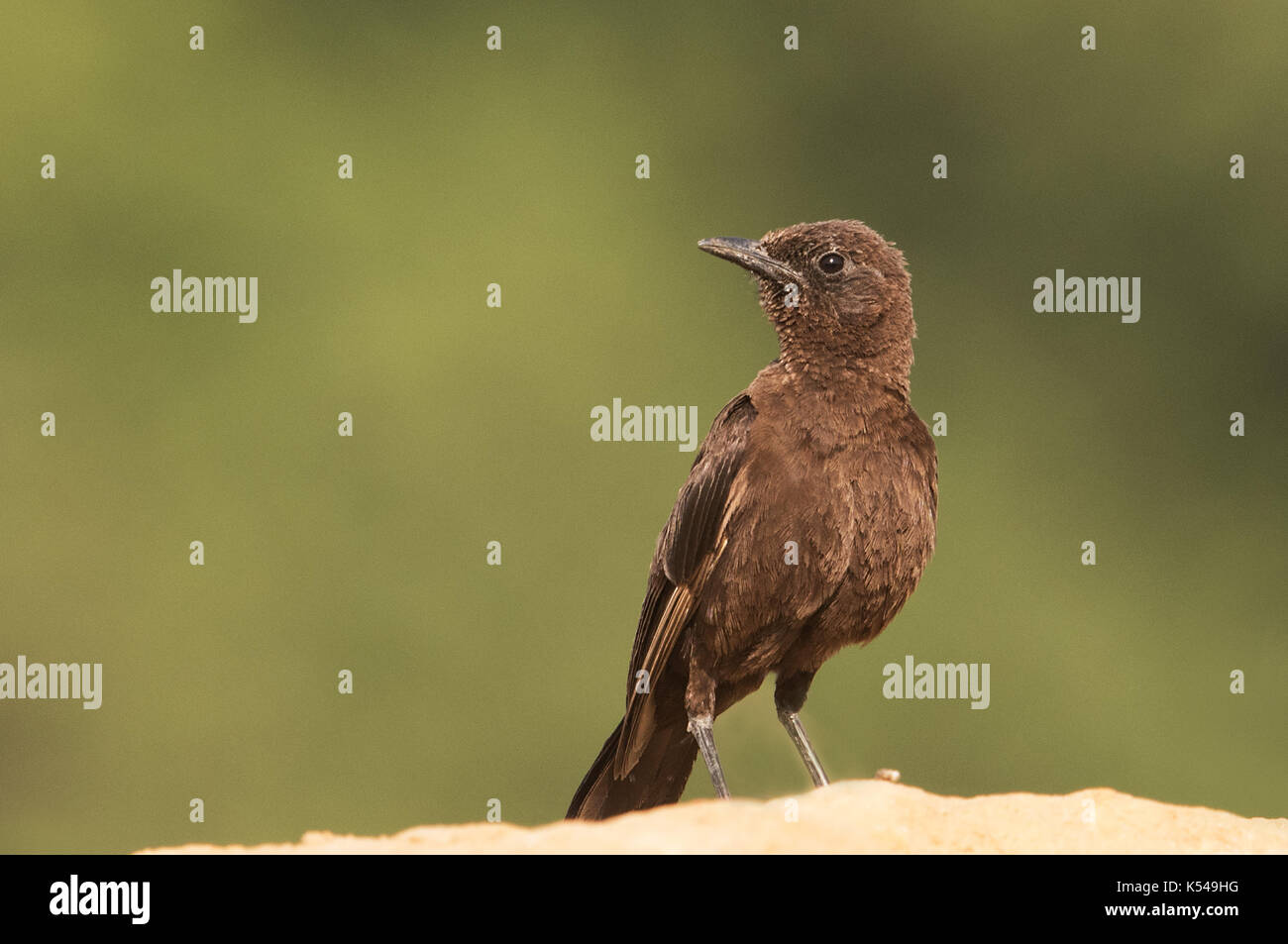 Nordenglischer Anteater Chat Stockfoto