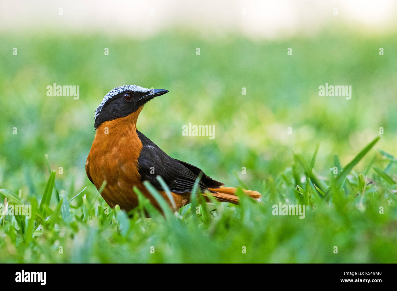 Weiß-krönender Robin Chat Stockfoto