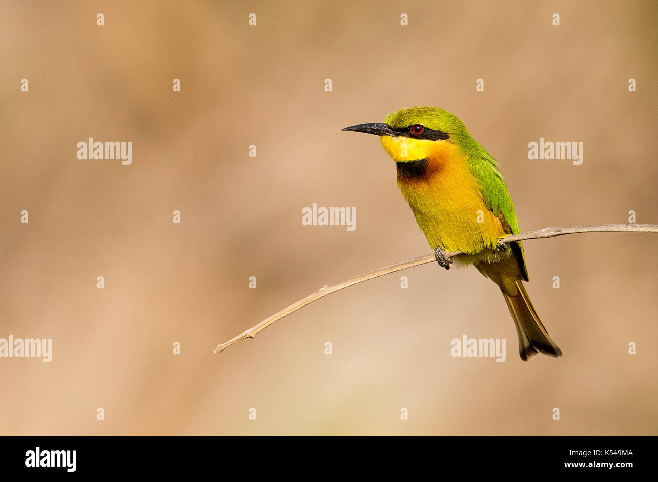 Kleine Bienenfresser Stockfoto