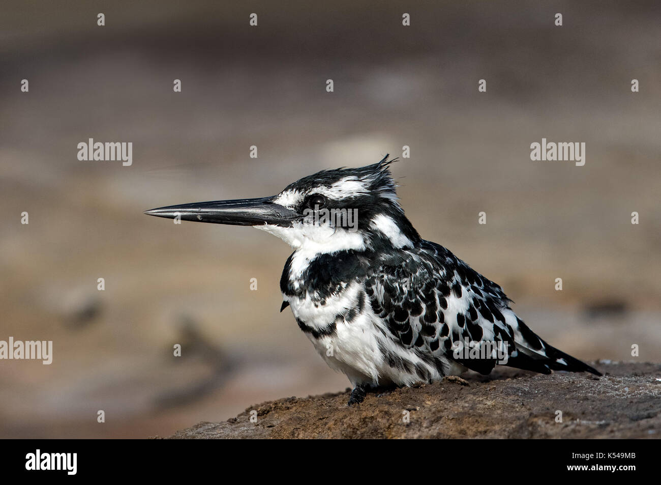 Pied kingfisher Stockfoto