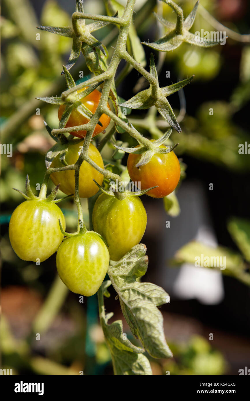 Selbst angebauten Tomaten in Vancouver BC Kanada Stockfoto