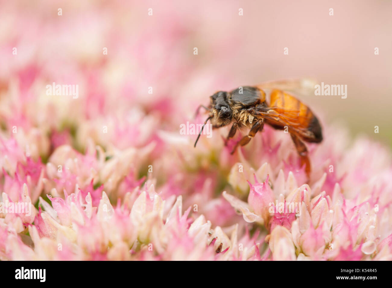 Einem regnerischen, kalten Tag links eine Biene träge und nass. Stockfoto