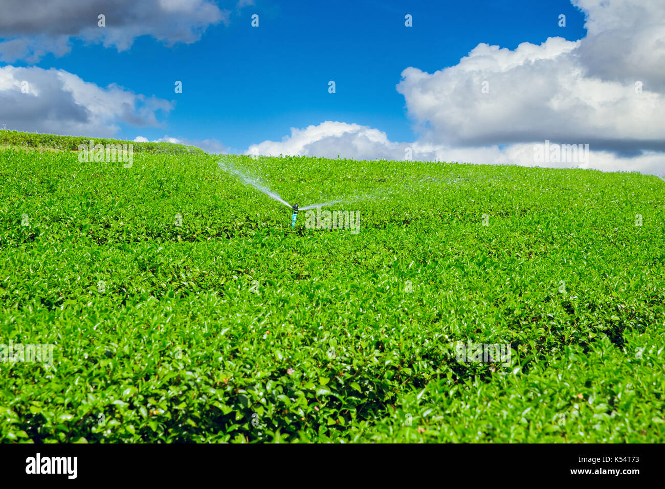 Tee pflanze Landwirtschaft Industrie in Thailand Chiangrai Berghang. Stockfoto