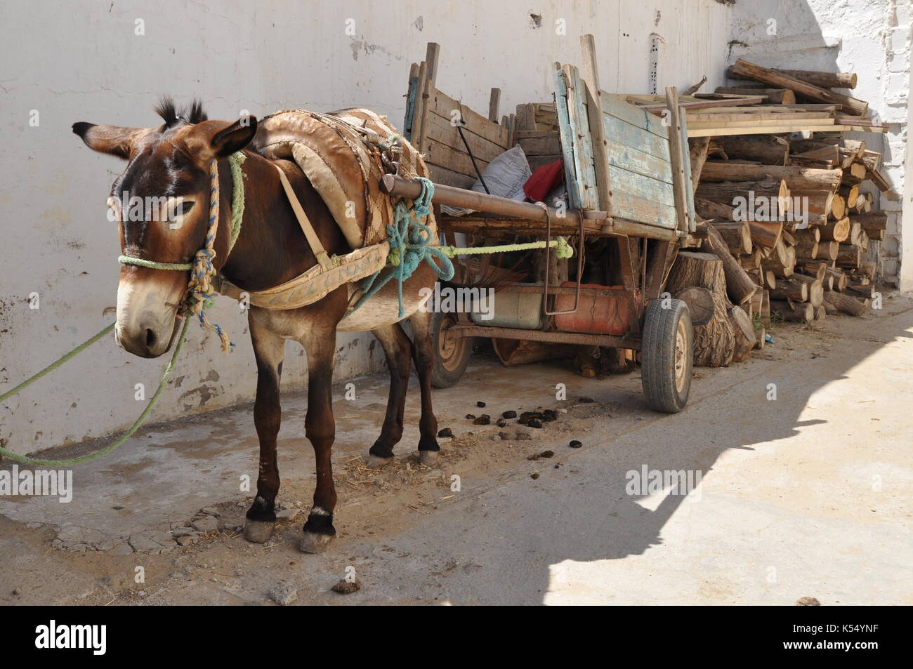Esel Mit Kutsche Stockfotos und bilder Kaufen Alamy