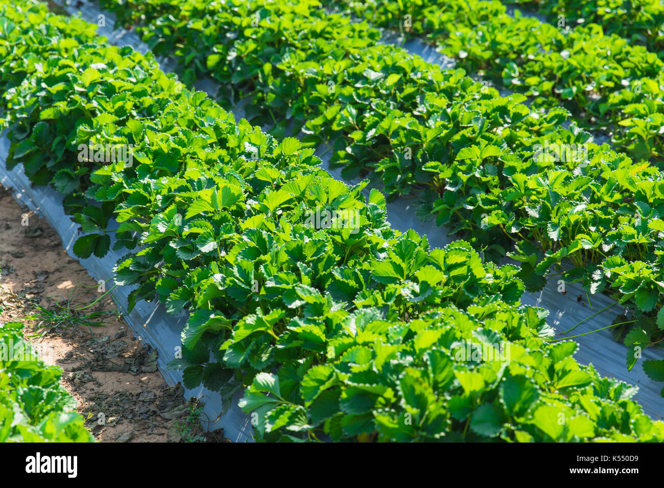 Erdbeere Pflanze Landwirtschaft Industrie in Asien im Norden von Thailand. Stockfoto